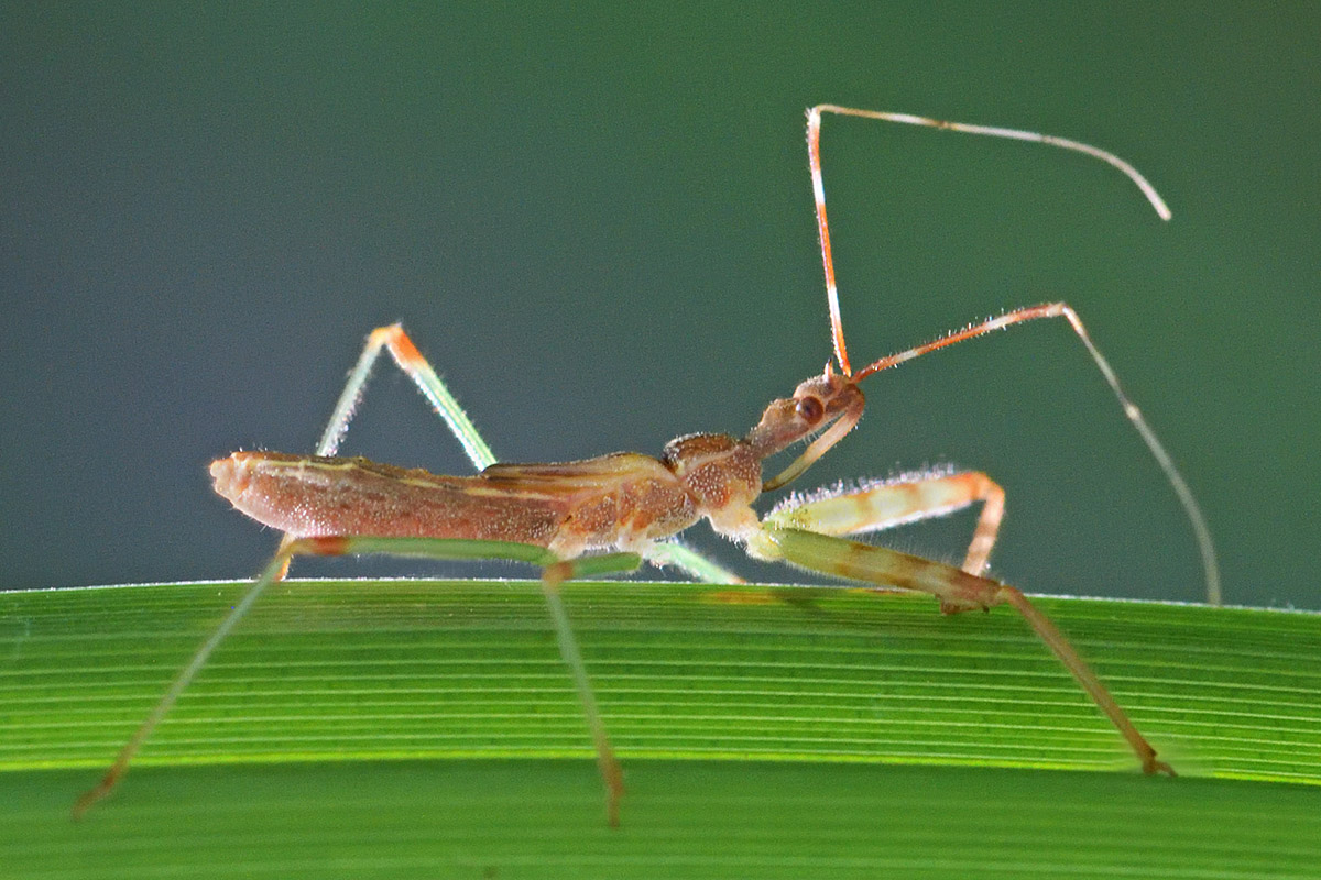 Assassin Bug (Reduviidae) (1)