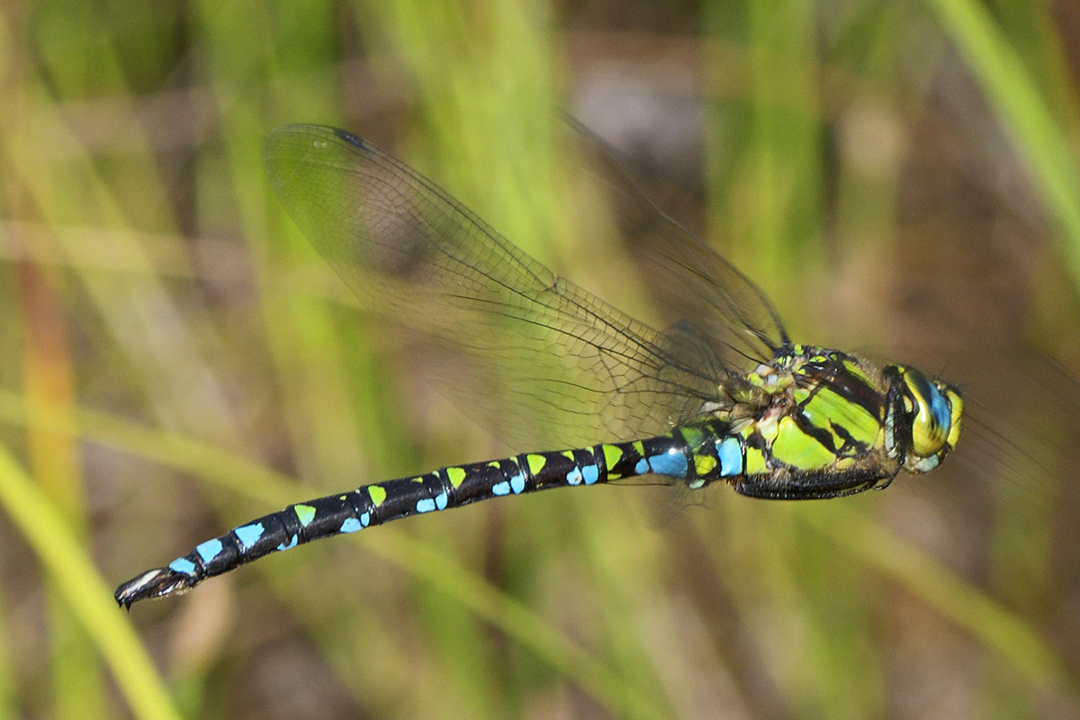 Blue Hawker (Aeshna cyanea) in Flight (1)