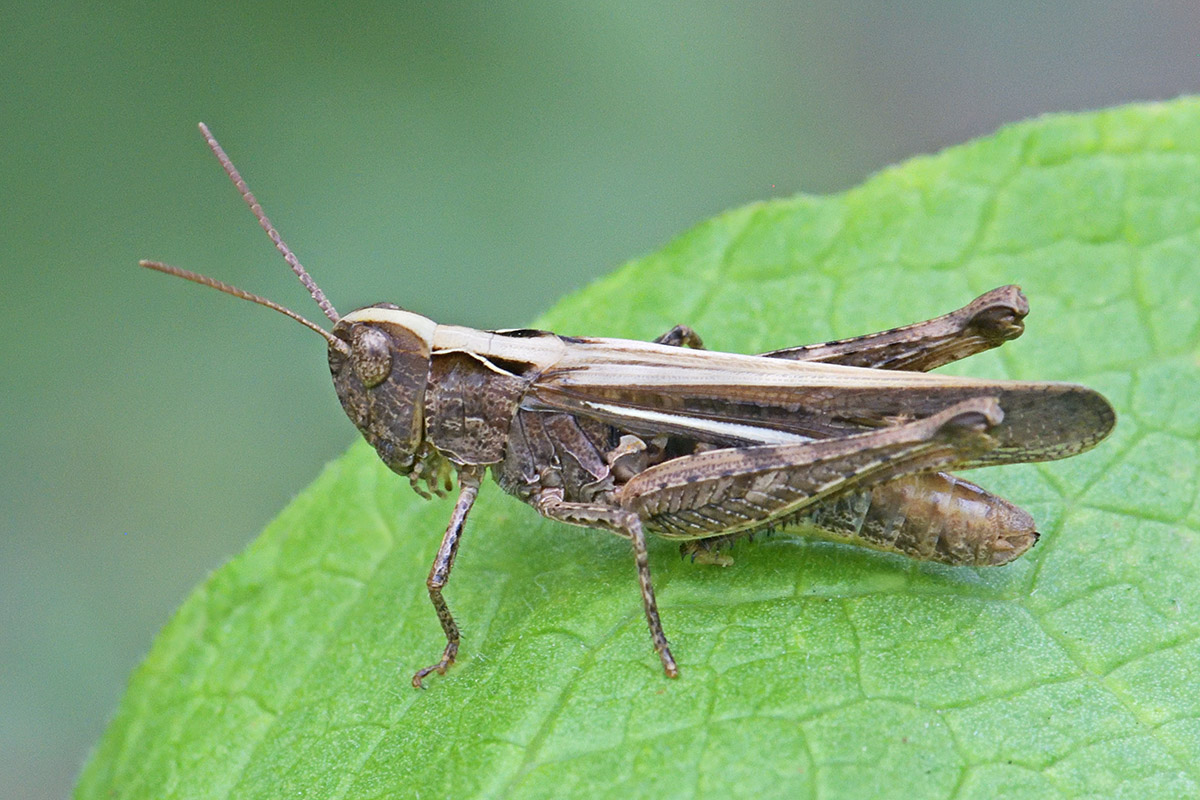 Common Field Grasshopper (Chorthippus brunneus) (1)