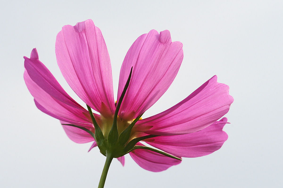 Garden Cosmos (Cosmos bipinnatus) (5)