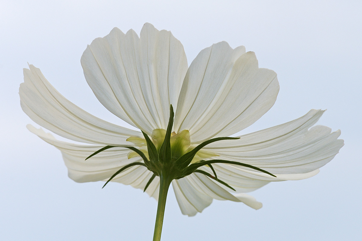 Garden Cosmos (Cosmos bipinnatus) (6)