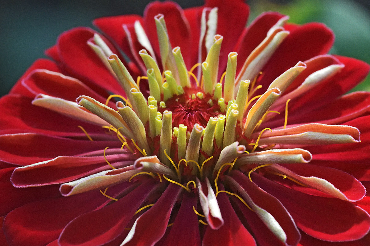 Garden Zinnia (Zinnia elegans) (3)