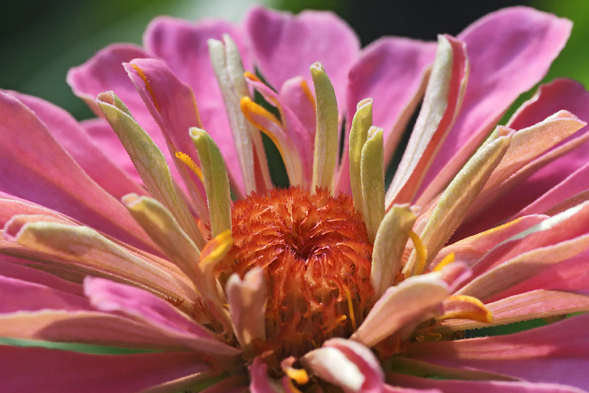 Garden Zinnia (Zinnia elegans) (4)