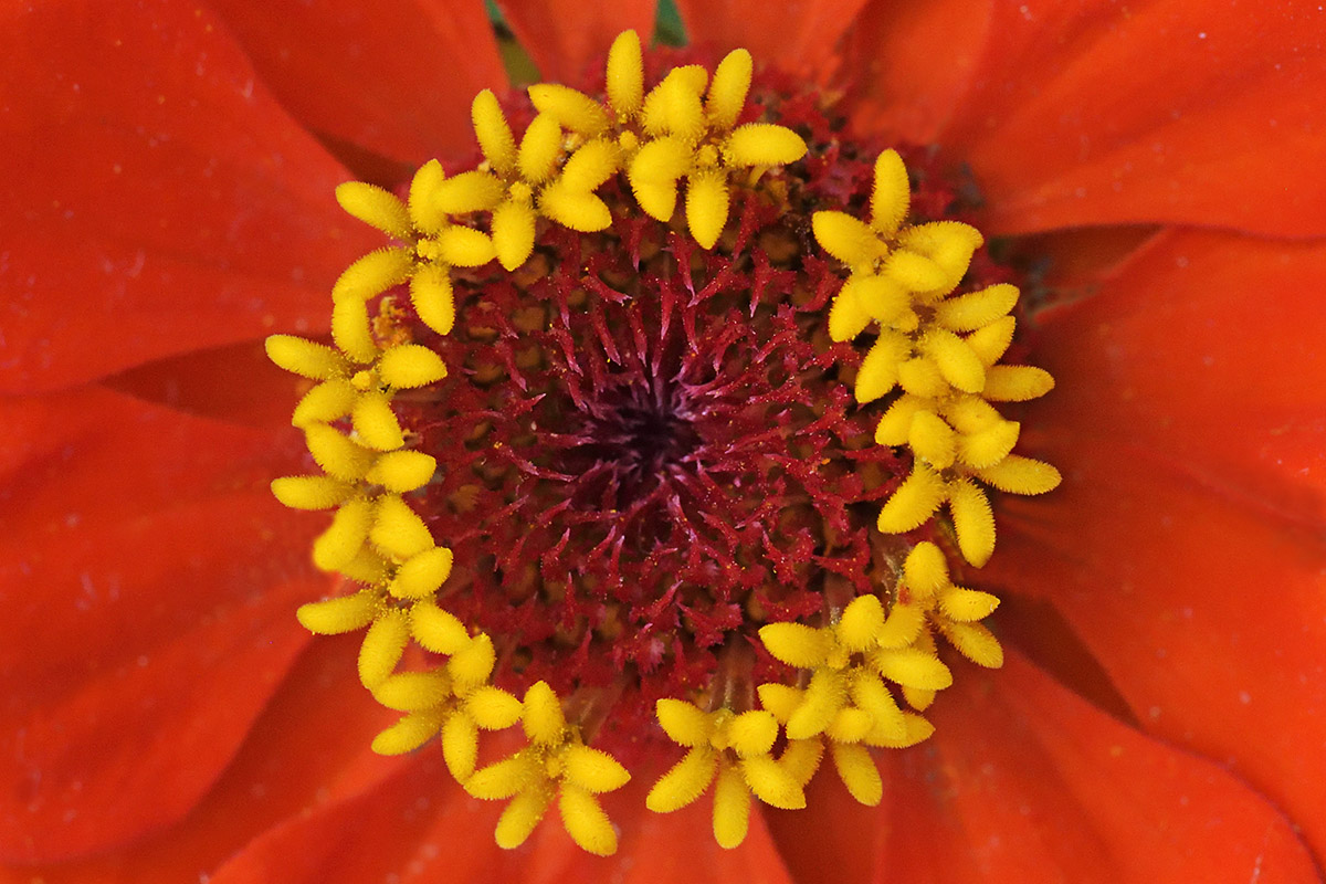 Garden Zinnia (Zinnia elegans) (5)