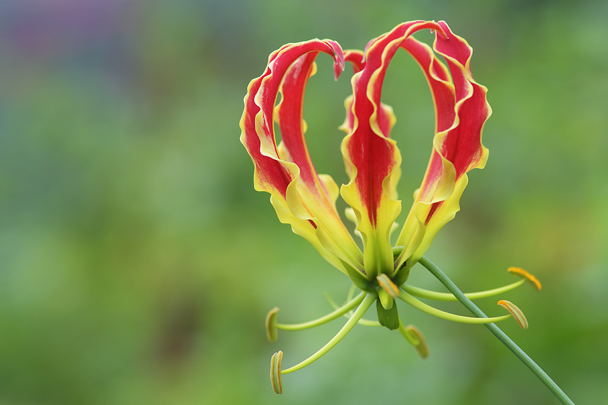 Glory Lily (Gloriosa superba) (1)