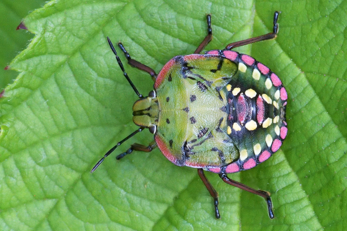 Southern Green Shield Bug (Nezara viridula) (5)