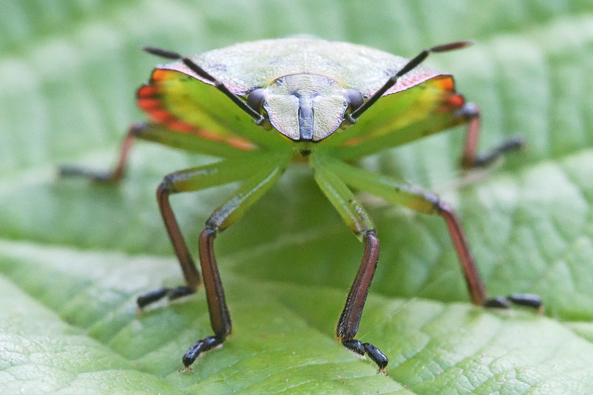 Southern Green Shield Bug (Nezara viridula) (6)