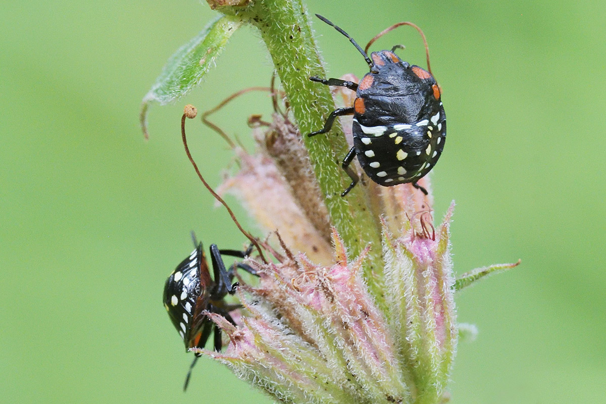 Southern Green Shield Bug (Nezara viridula) (7)