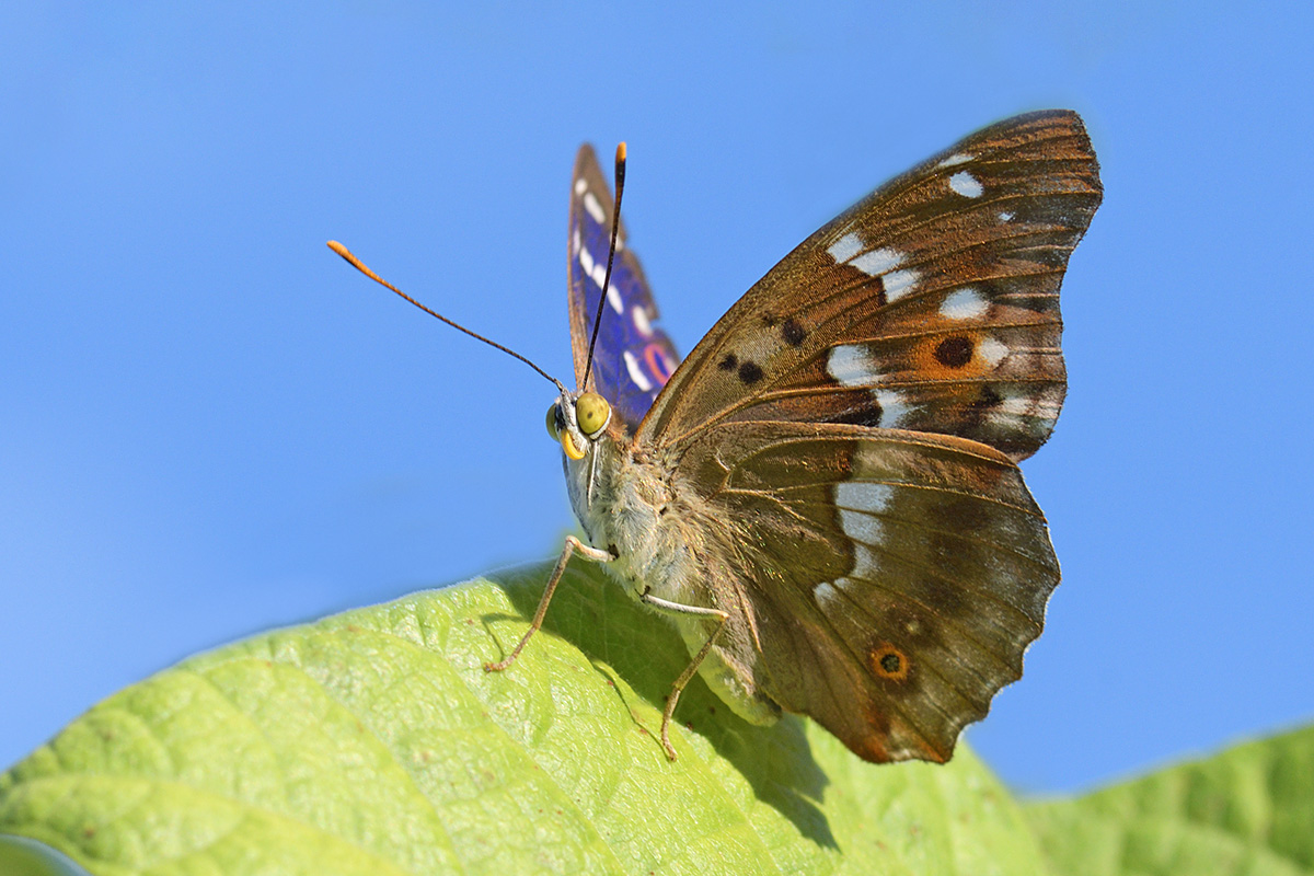 Lesser Purple Emperor (Apatura ilia, female) (3)