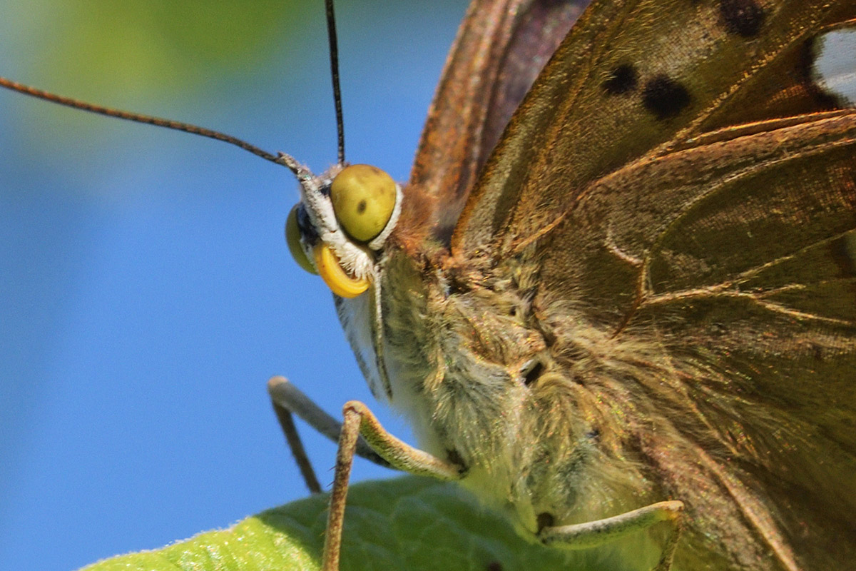 Lesser Purple Emperor (Apatura ilia, female) (4)