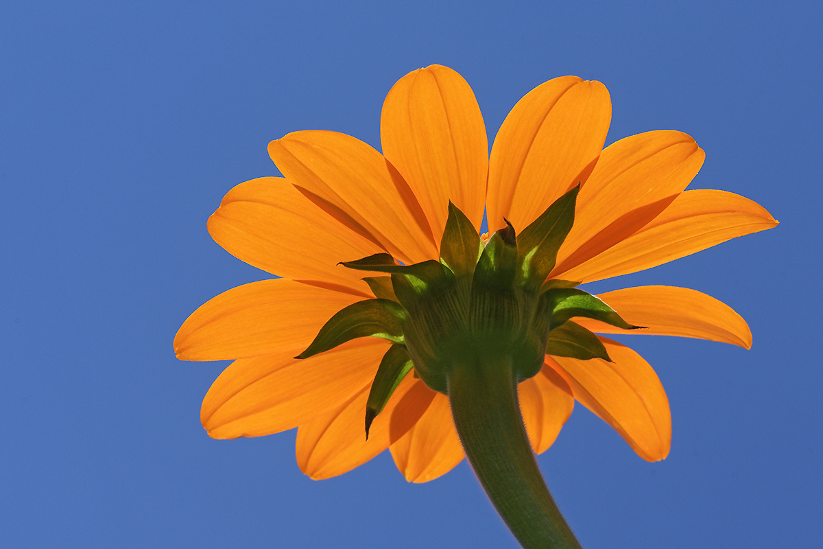 Mexican Sunflower (Tithonia rotundifolia) (2)