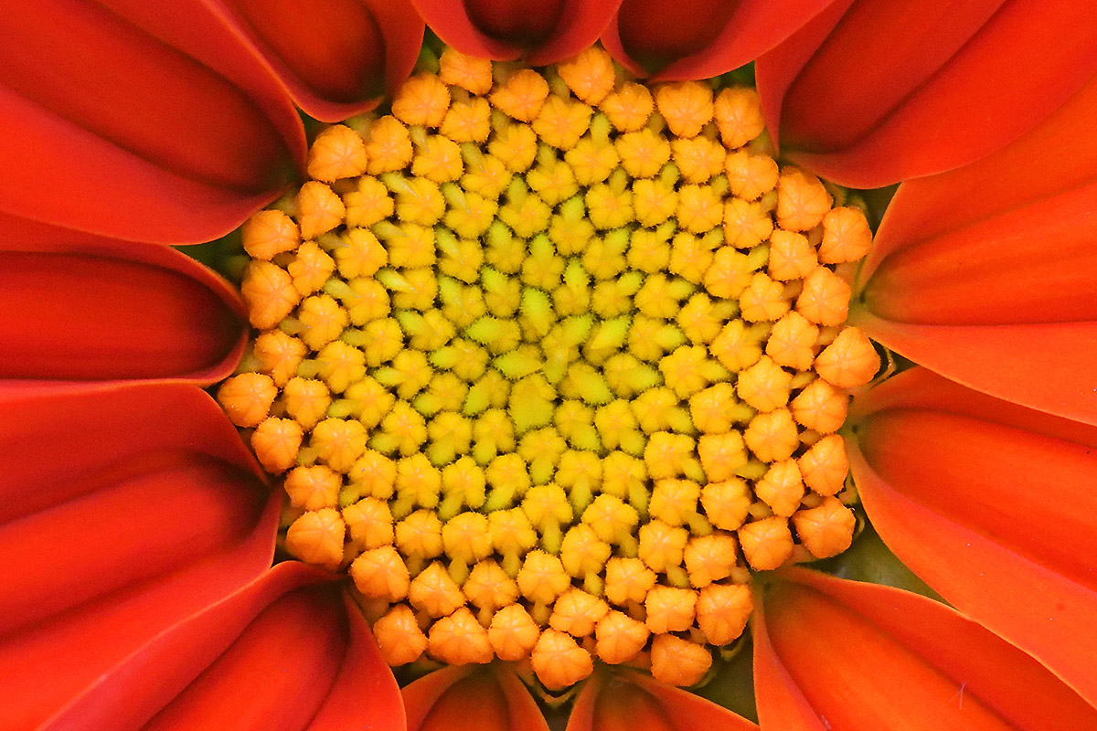 Mexican Sunflower (Tithonia rotundifolia) (3)