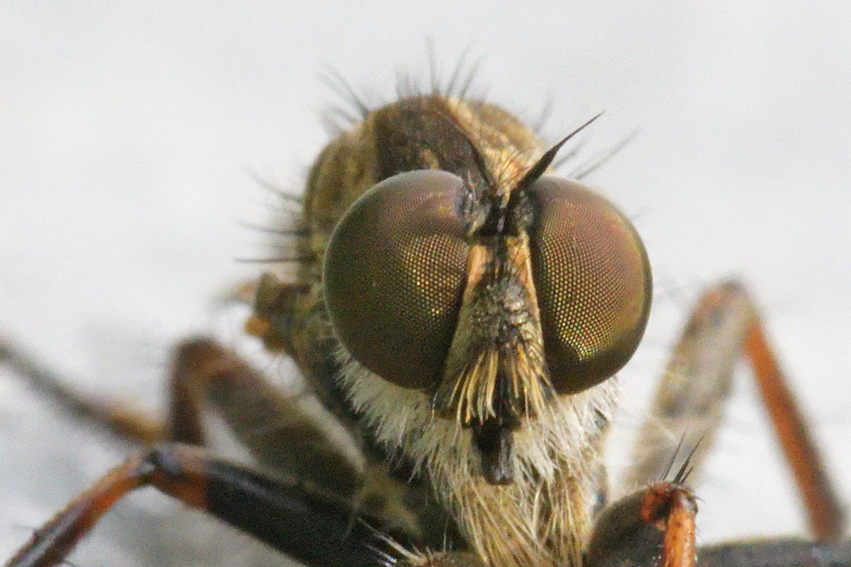 Robber Fly (Asilidae) (3)