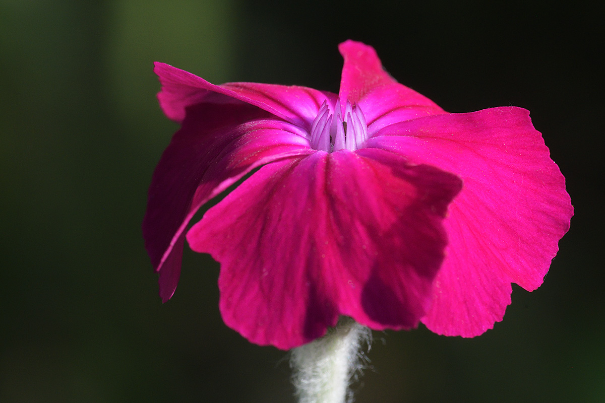 Rose Campion (Silene coronaria) (1)