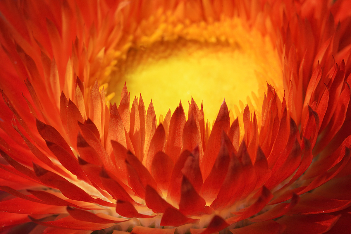 Strawflower (Helichrysum bracteatum) (4)