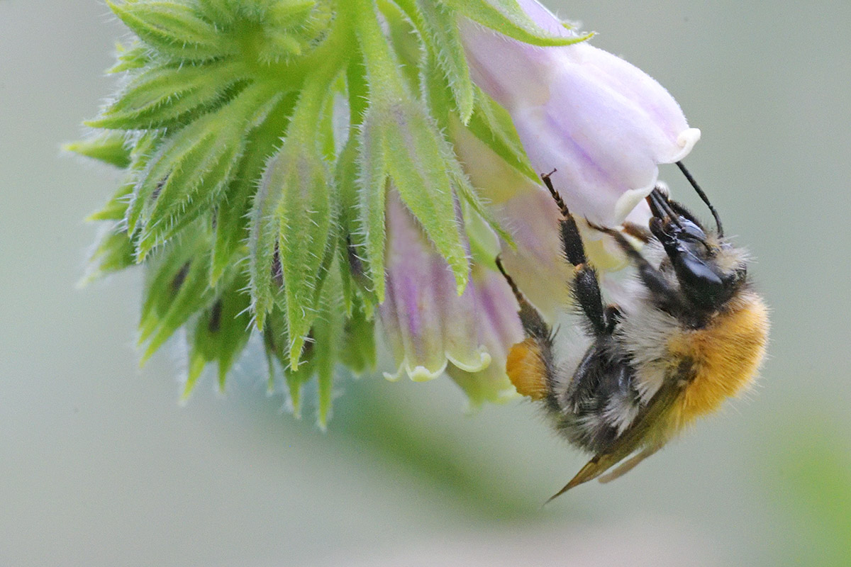 Common Carder Bee (Bombus pascuorum) (1)