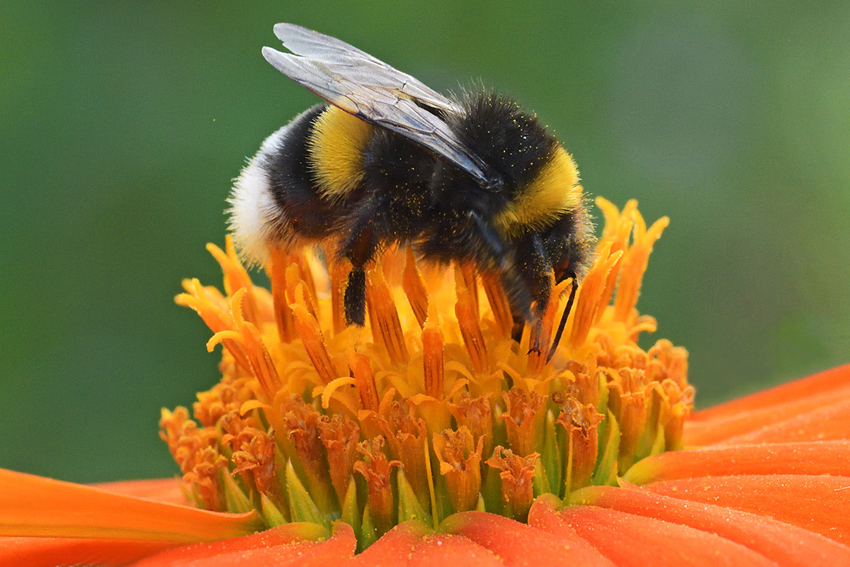 Garden Bumblebee (Bombus hortorum) (2)