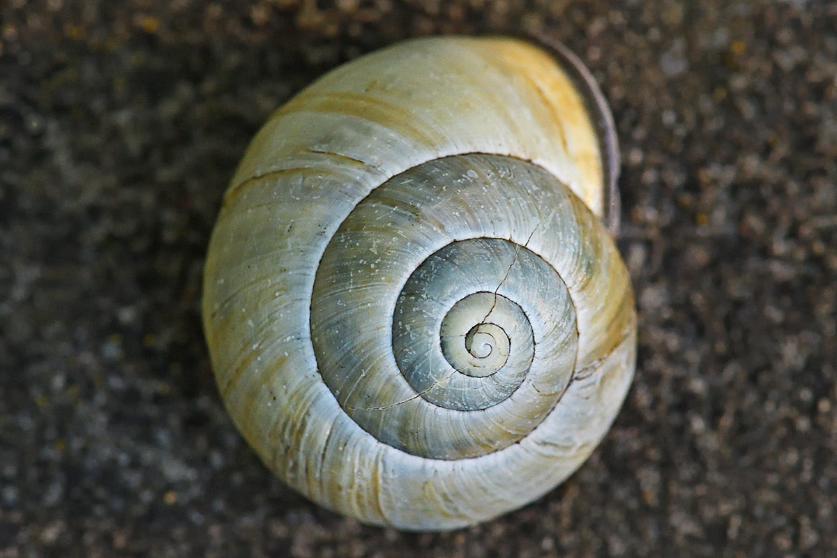 Grove Snail (Cepaea nemoralis) (1)