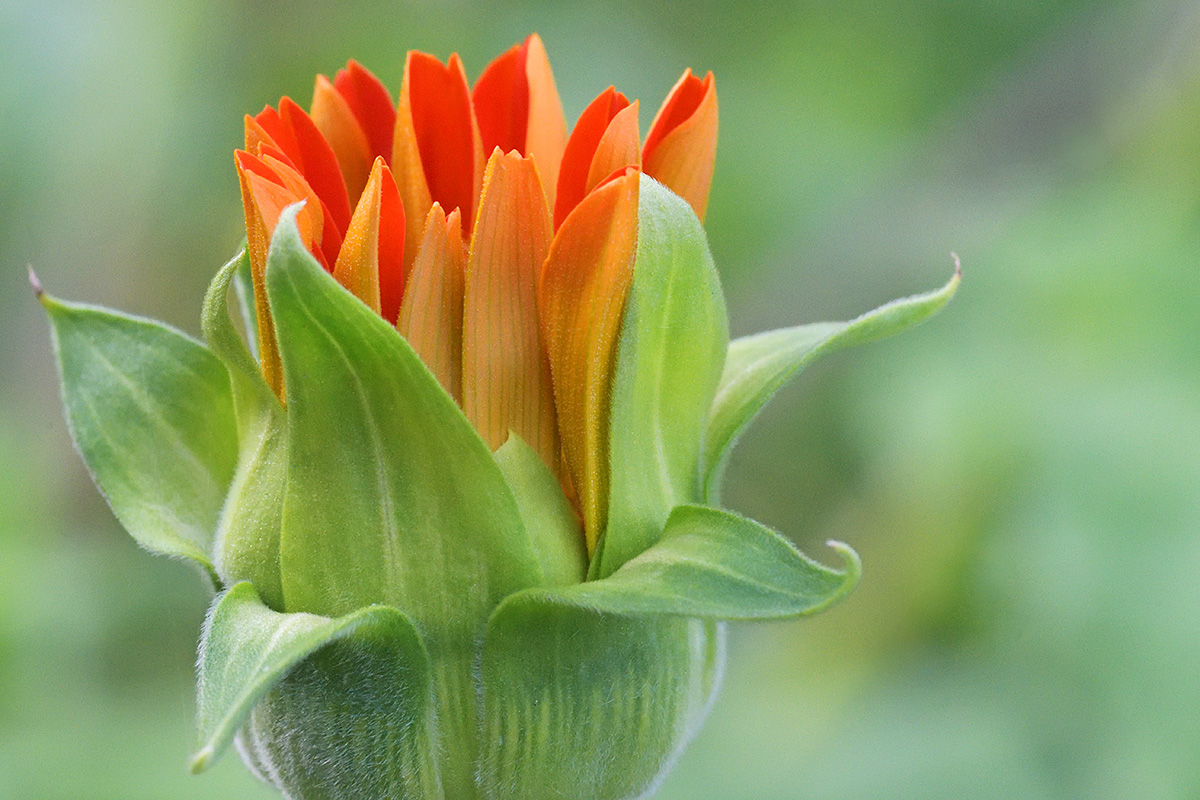 Mexican Sunflower (Tithonia rotundifolia) (4)