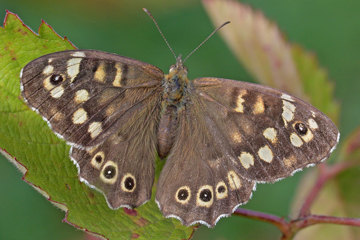 Speckled Wood (Pararge aegeria) (3)