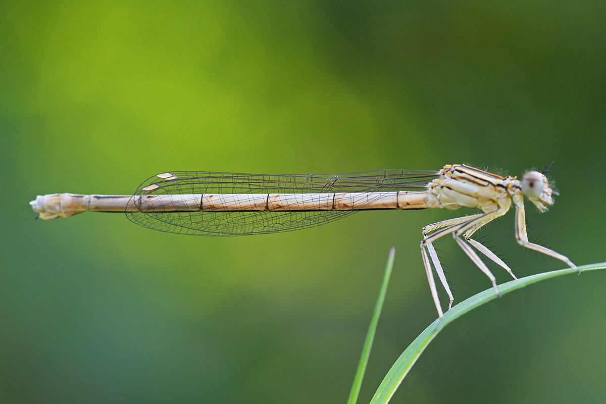 White-Legged Damselfly (Platycnemis pennipes, female) (3)