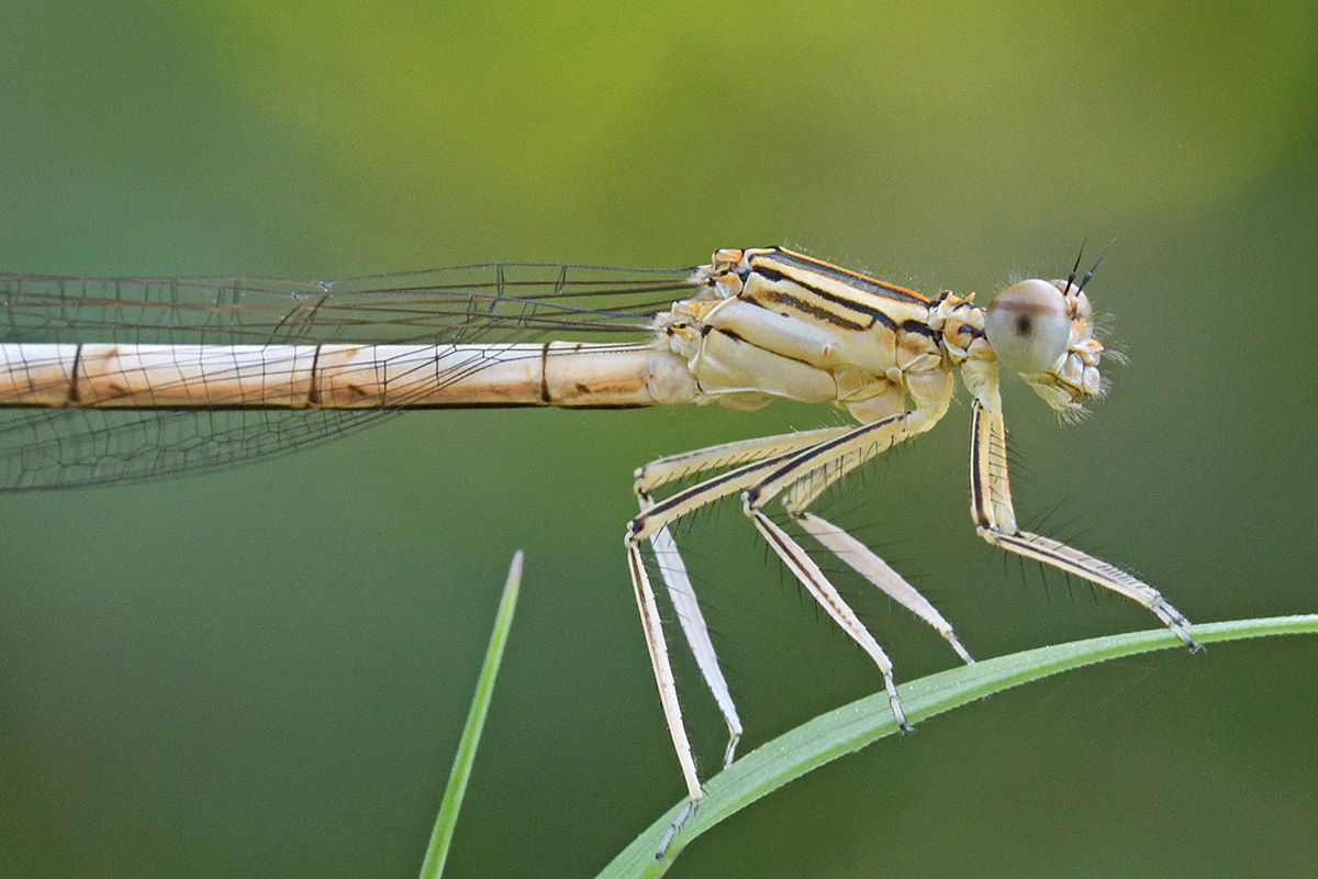 White-Legged Damselfly (Platycnemis pennipes, female) (4)