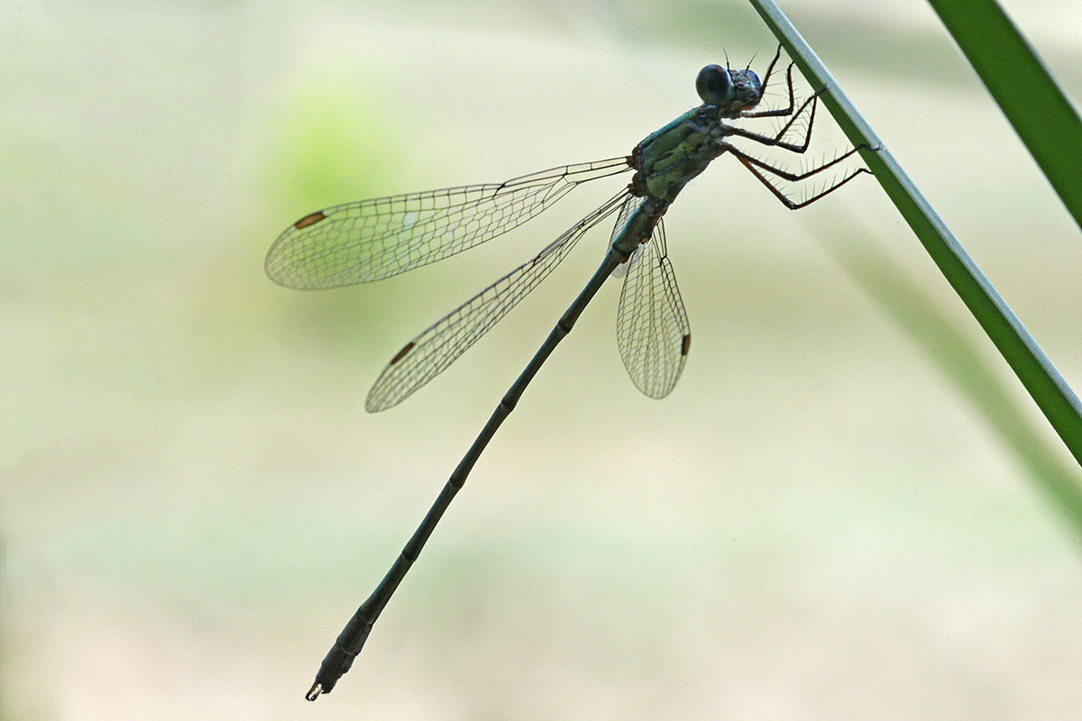 Willow Emerald Damselfly (Chalcolestes viridis) (1)