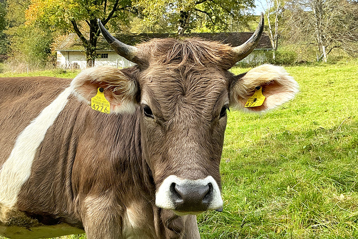 Cows of Switzerland (5)