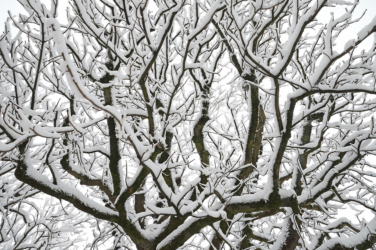 Trees Snowed Under (2)