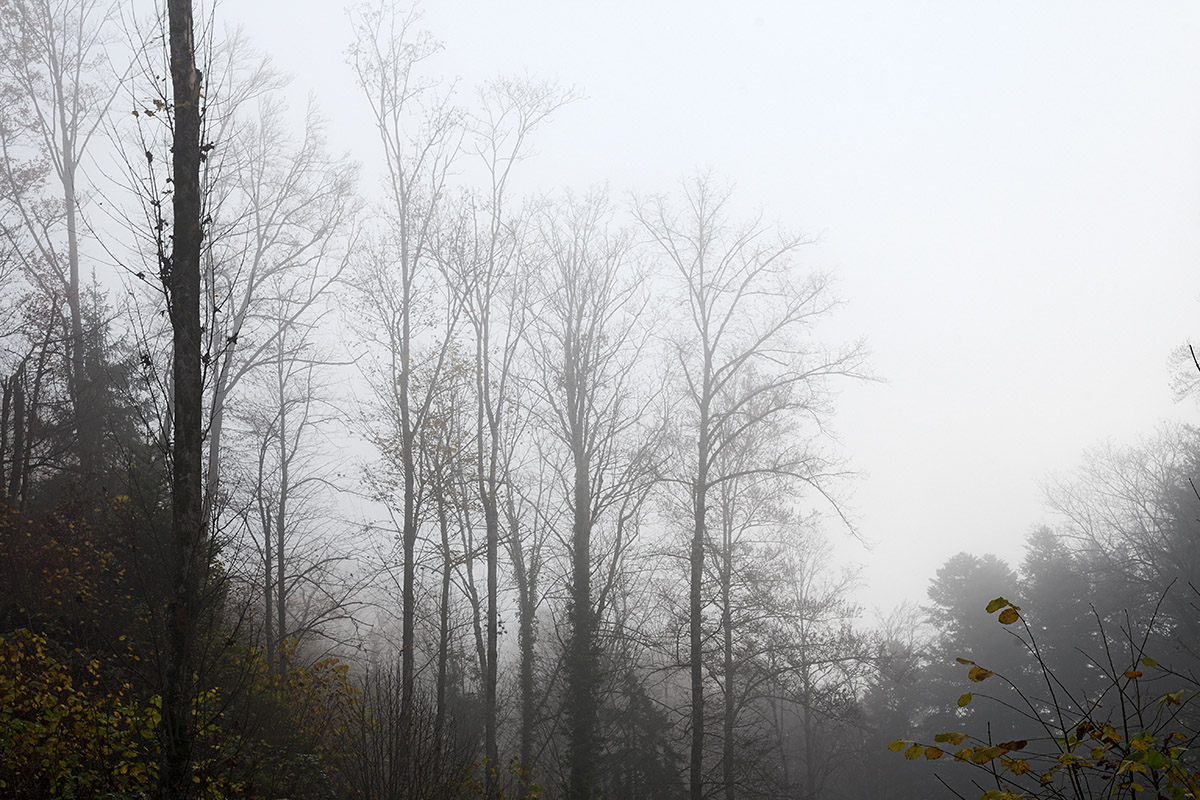 Fog in the Swiss Jura Mountains (1)