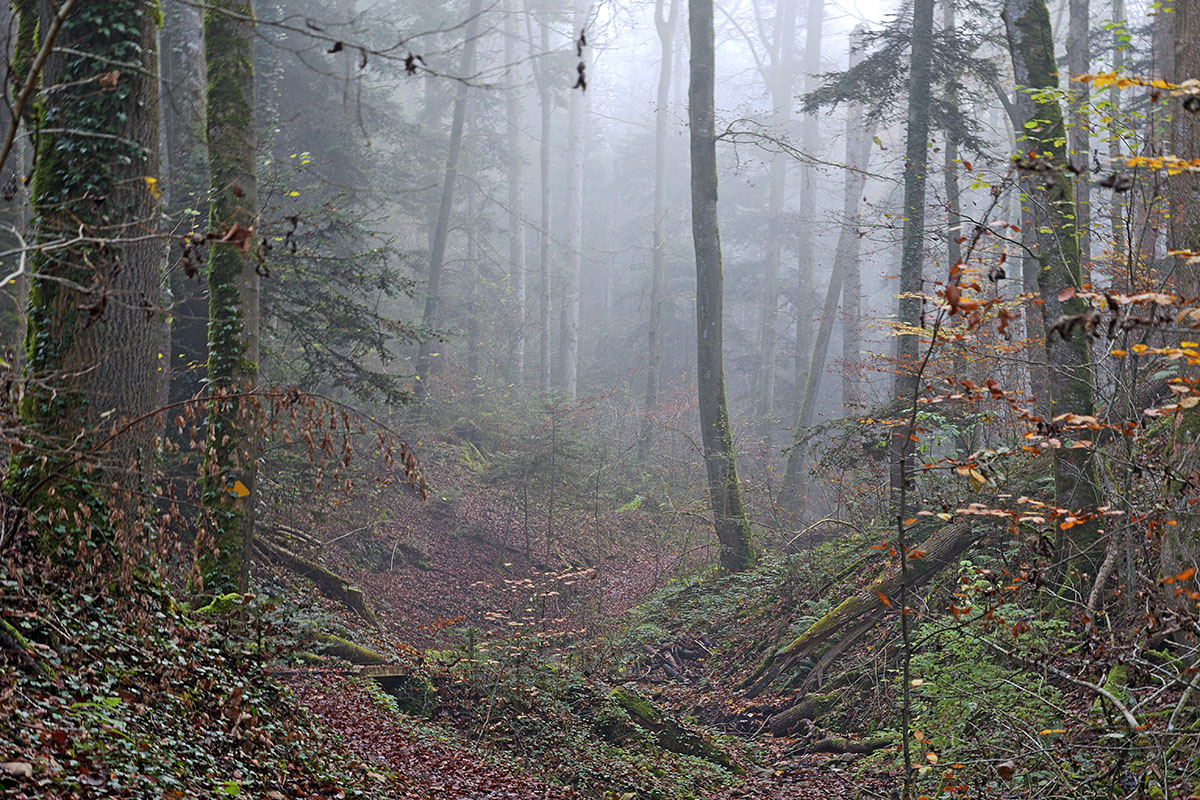 Fog in the Swiss Jura Mountains (2)