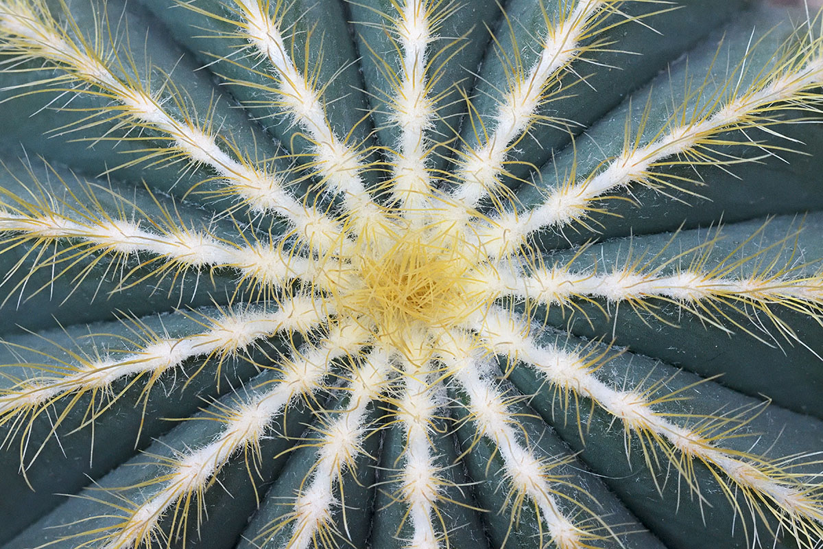 Ball Cactus (Parodia magnifica) (1)