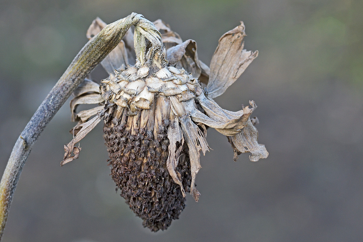 Winter Flowers (1)