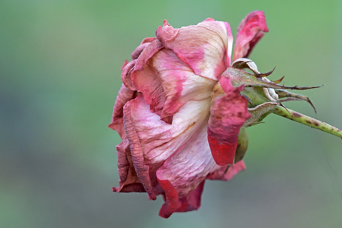 Winter Flowers (2)