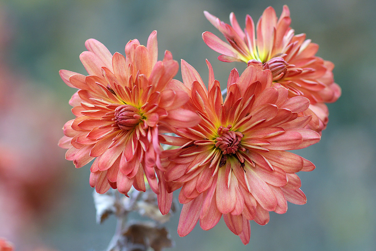 Garden Chrysanthemums (Chrysanthemum grandiflorum ‘Wuilliens’) (1)