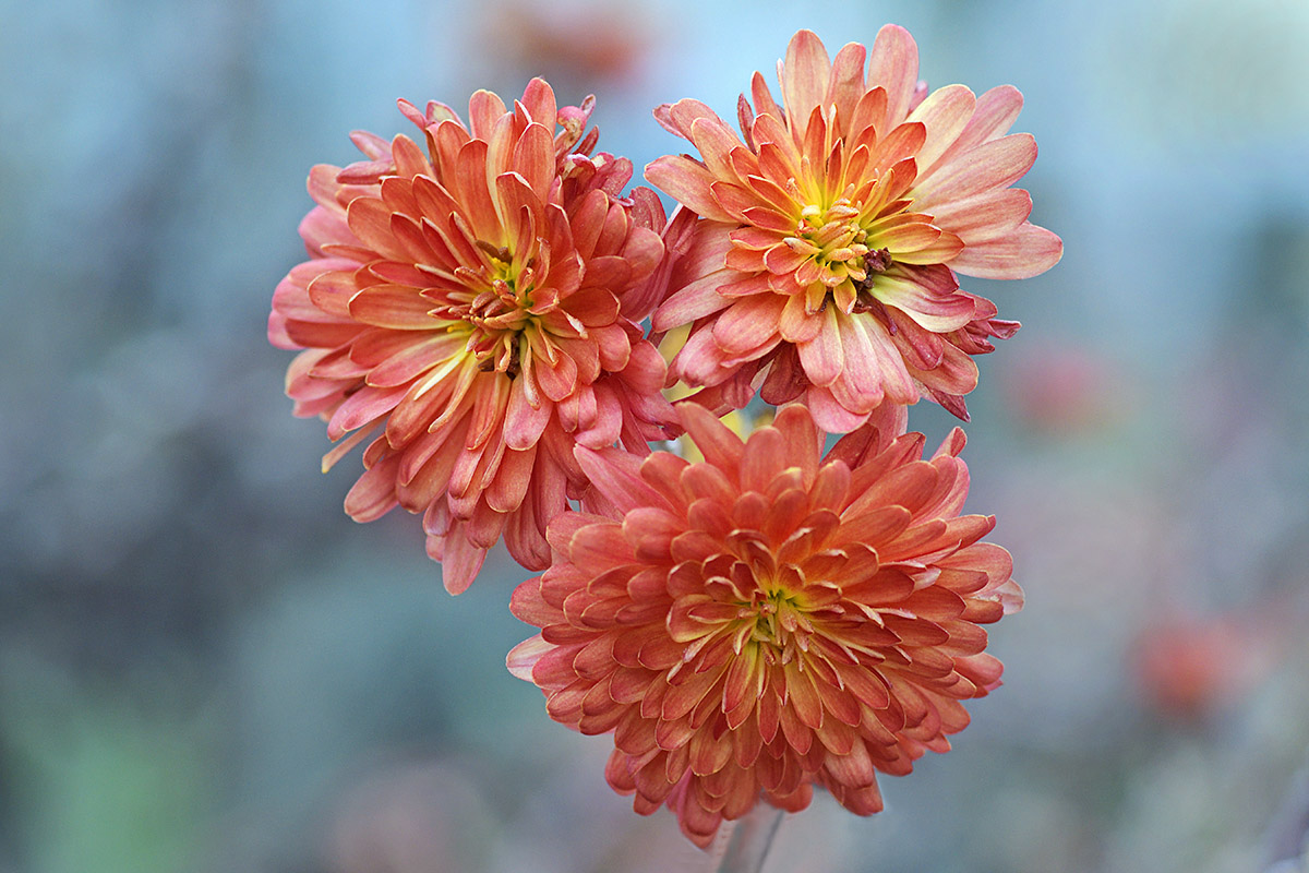 Garden Chrysanthemums (Chrysanthemum grandiflorum ‘Wuilliens’) (2)