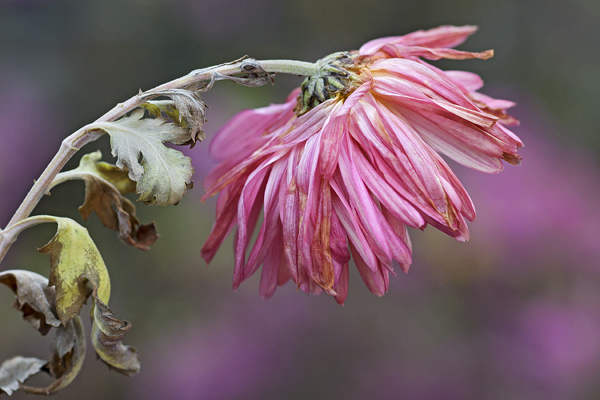 Garden Chrysanthemums (Chrysanthemum grandiflorum ‘Dorigny’) (1)