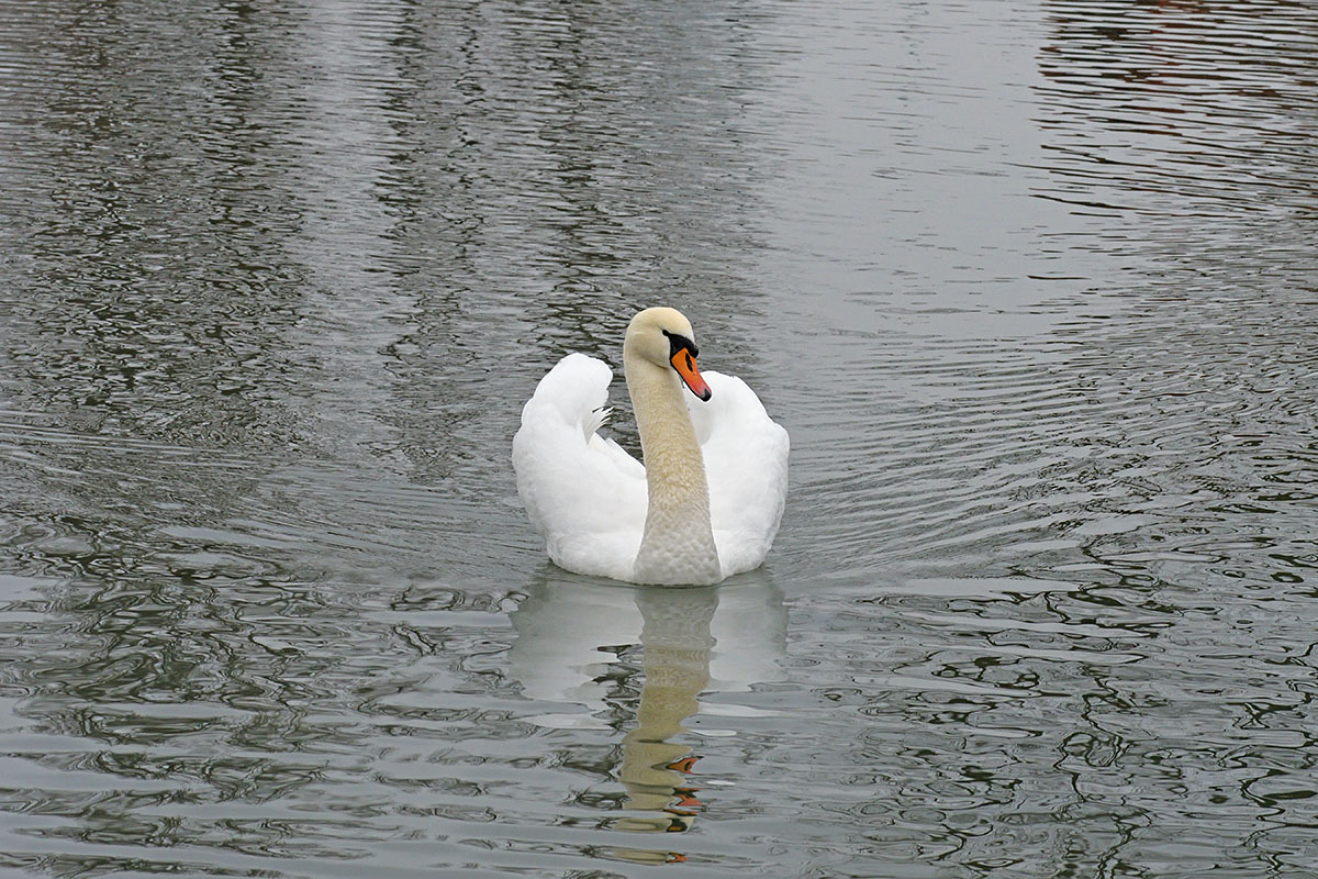 Mute Swan (Cygnus olor) (1)