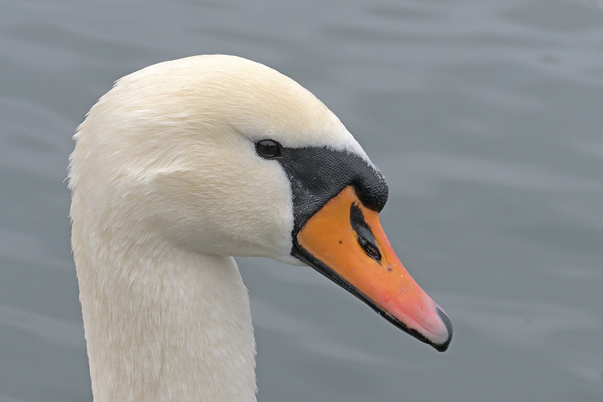 Mute Swan (Cygnus olor) (2)