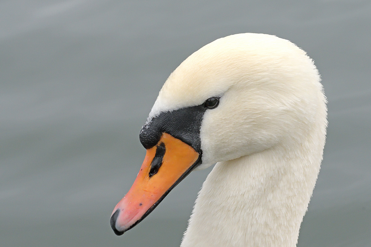 Mute Swan (Cygnus olor) (3)