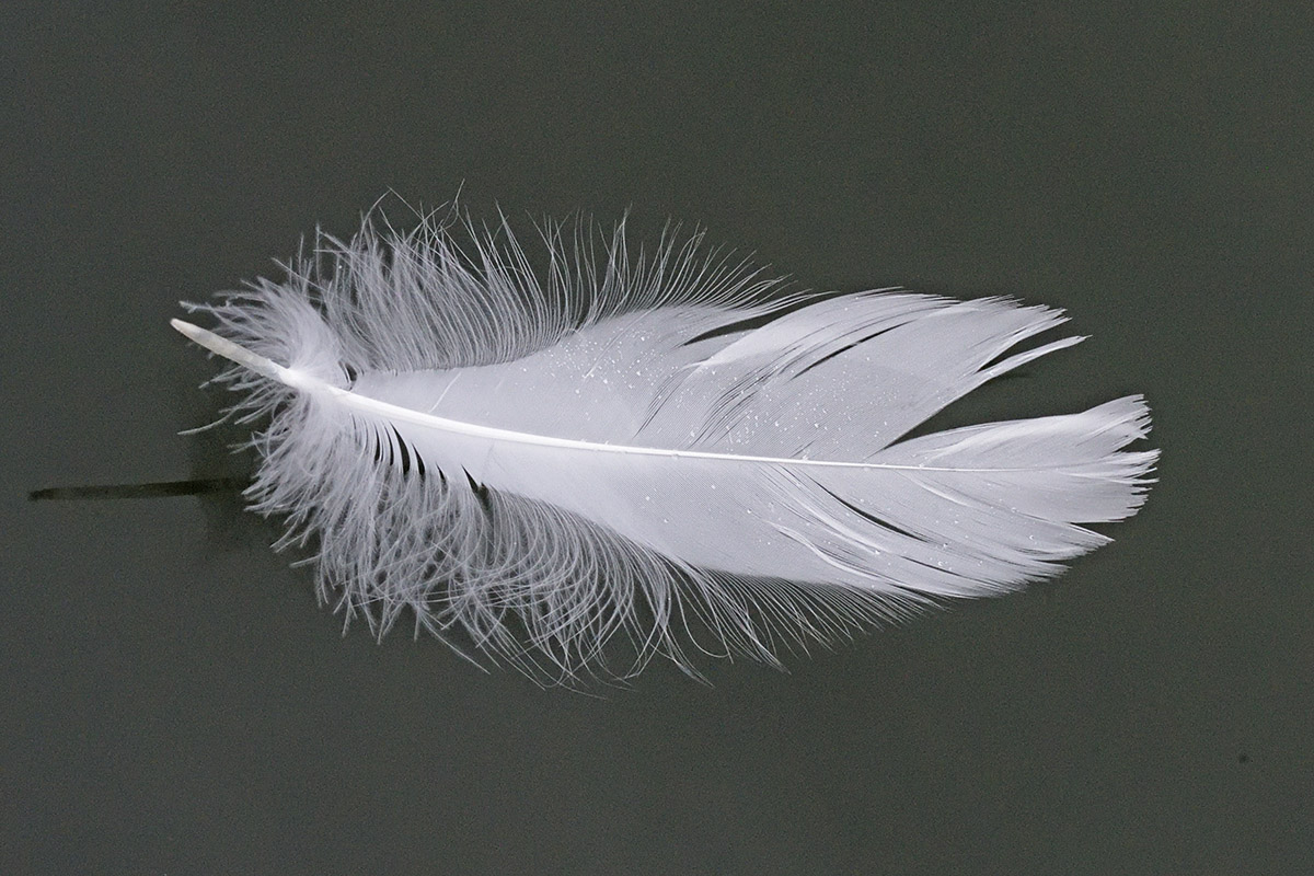 Mute Swan (Cygnus olor) (4)