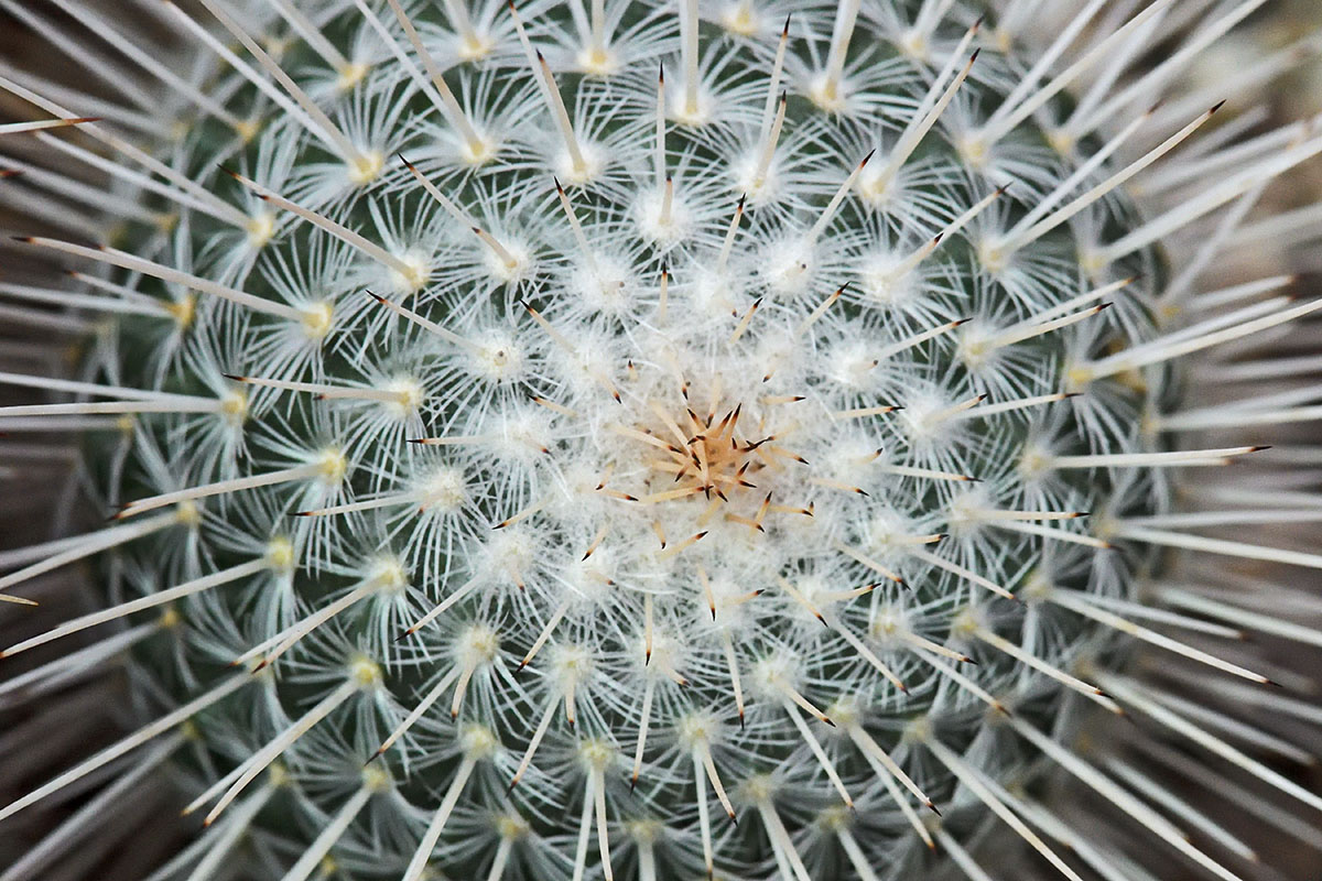 Twin Spined Cactus (Mammillaria geminispina) (1)