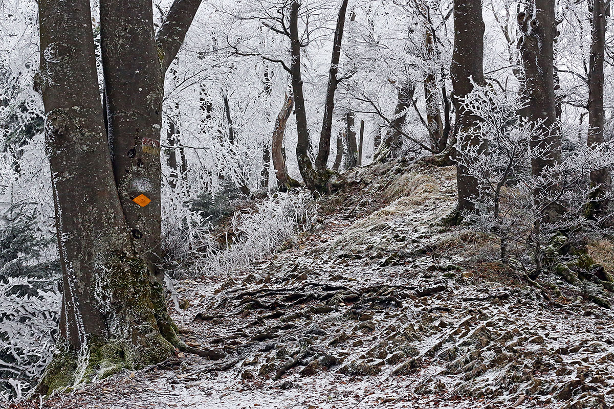 Snow Hike in the Swiss Jura Mountains (26)