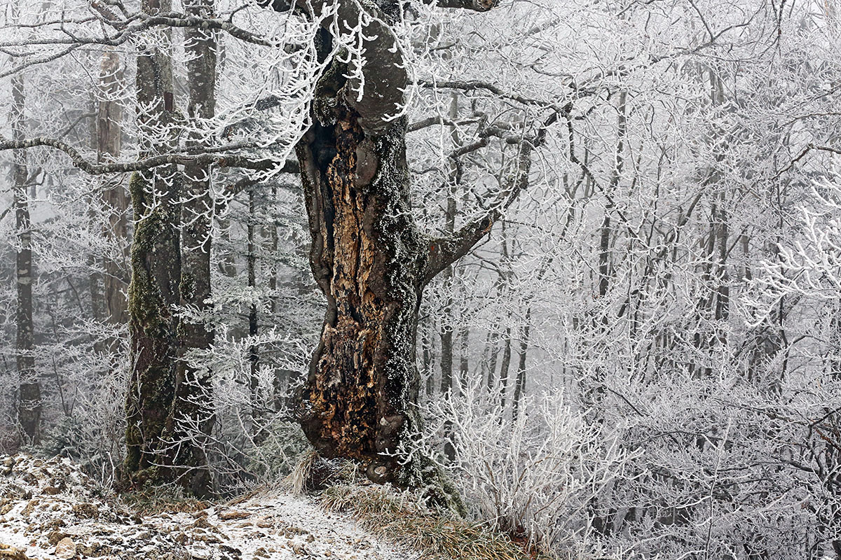 Snow Hike in the Swiss Jura Mountains (28)