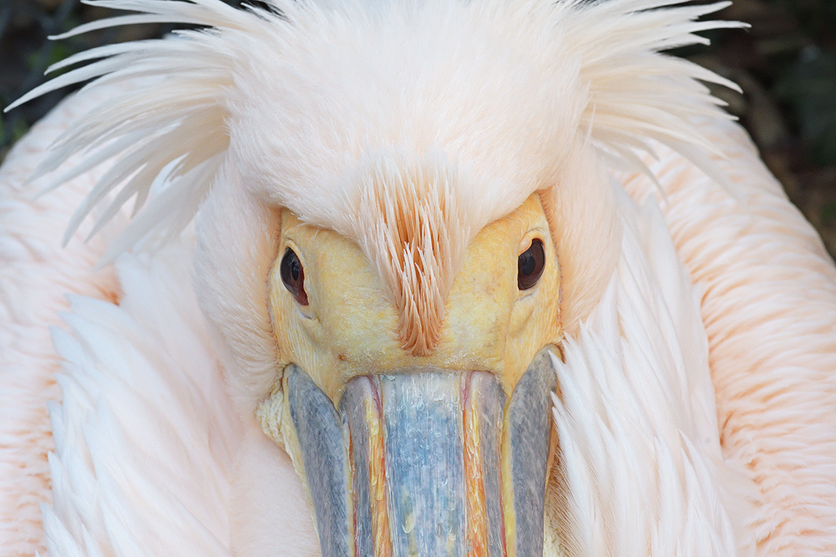 Great White Pelican (Pelecanus onocrotalus) (8)