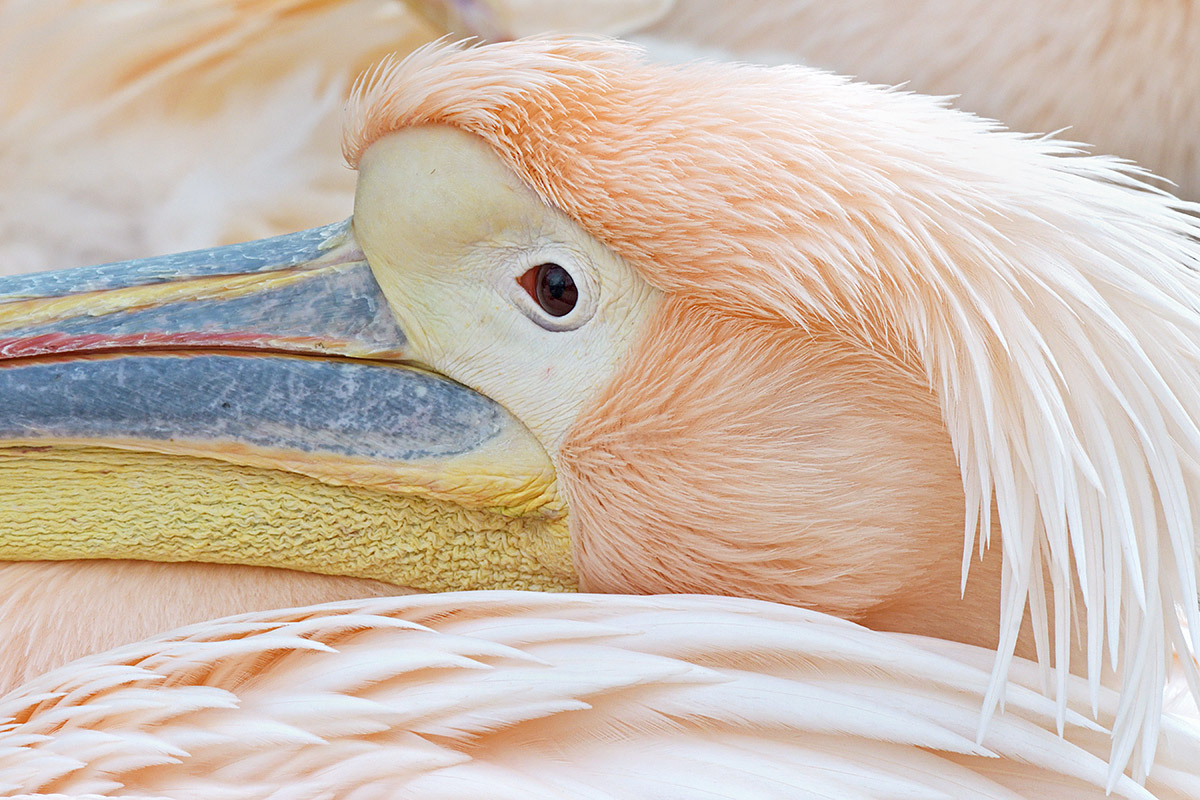 Great White Pelican (Pelecanus onocrotalus) (12)