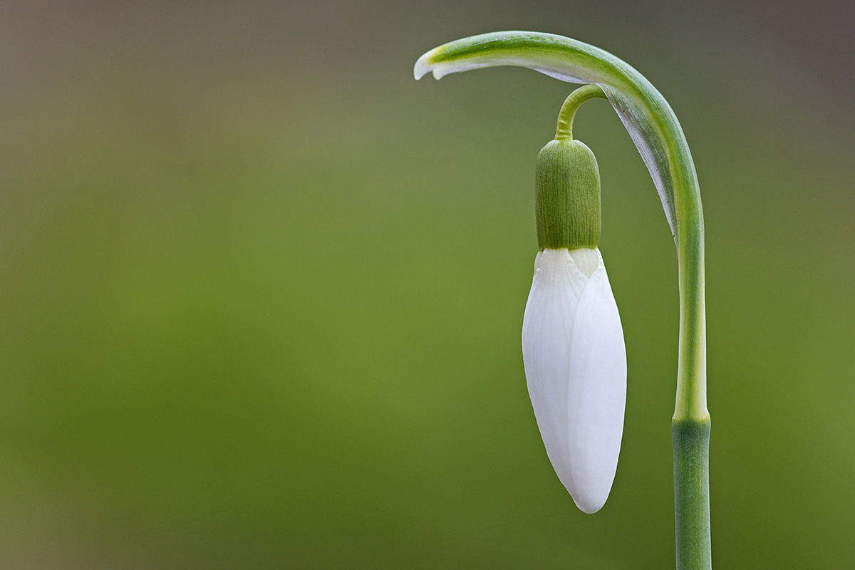 Snowdrops (Galanthus nivalis) (5)