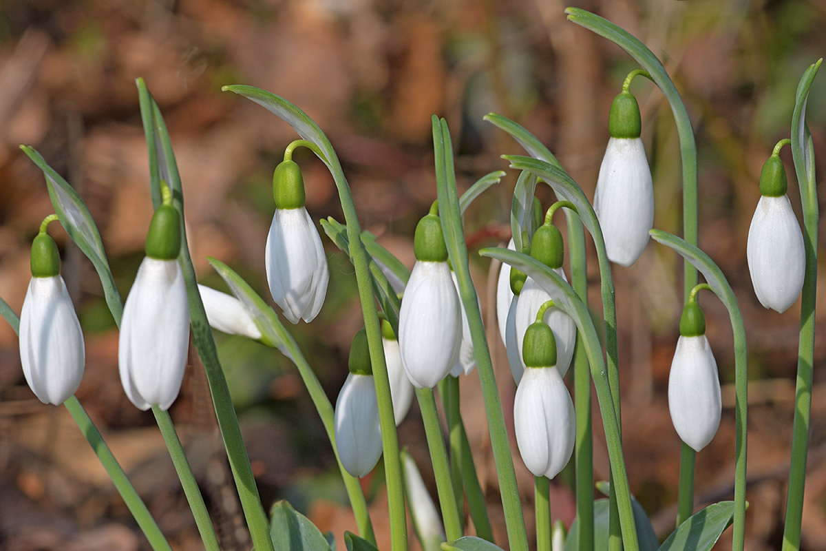 Snowdrops (Galanthus nivalis) (6)