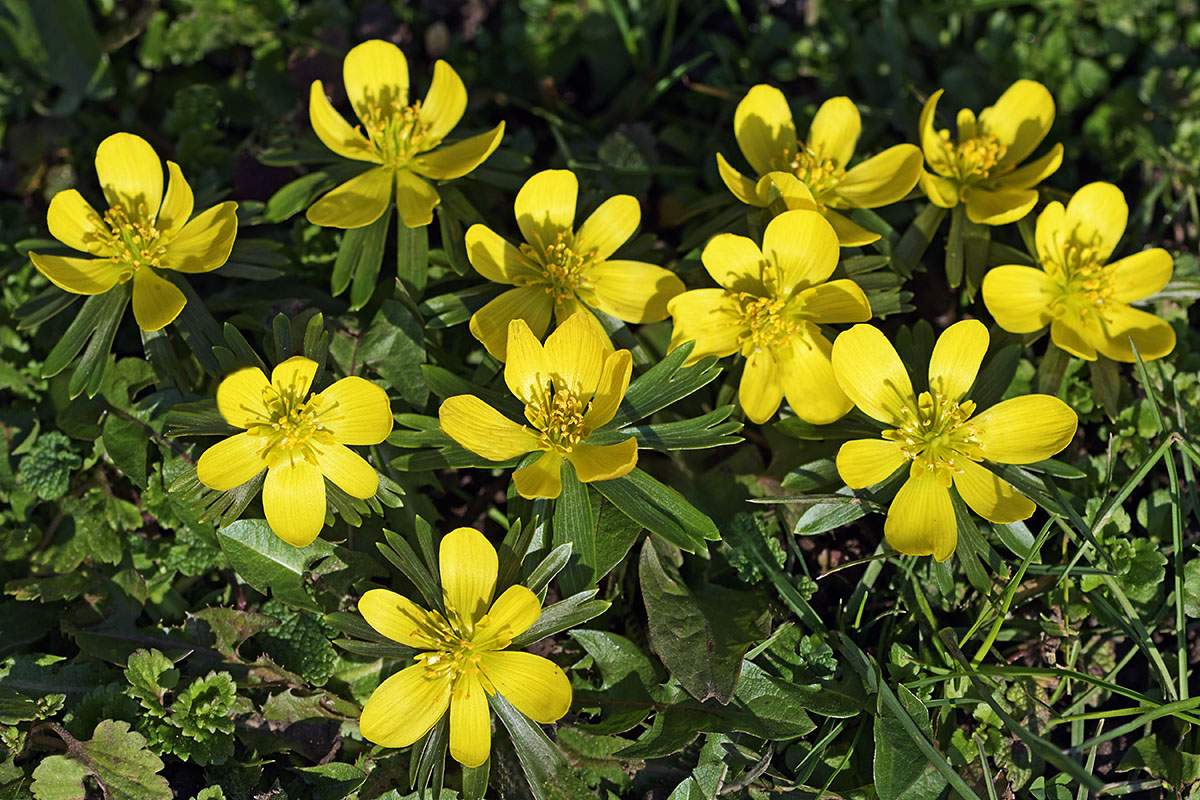 Winter Aconites (Eranthis hyemalis) (12)