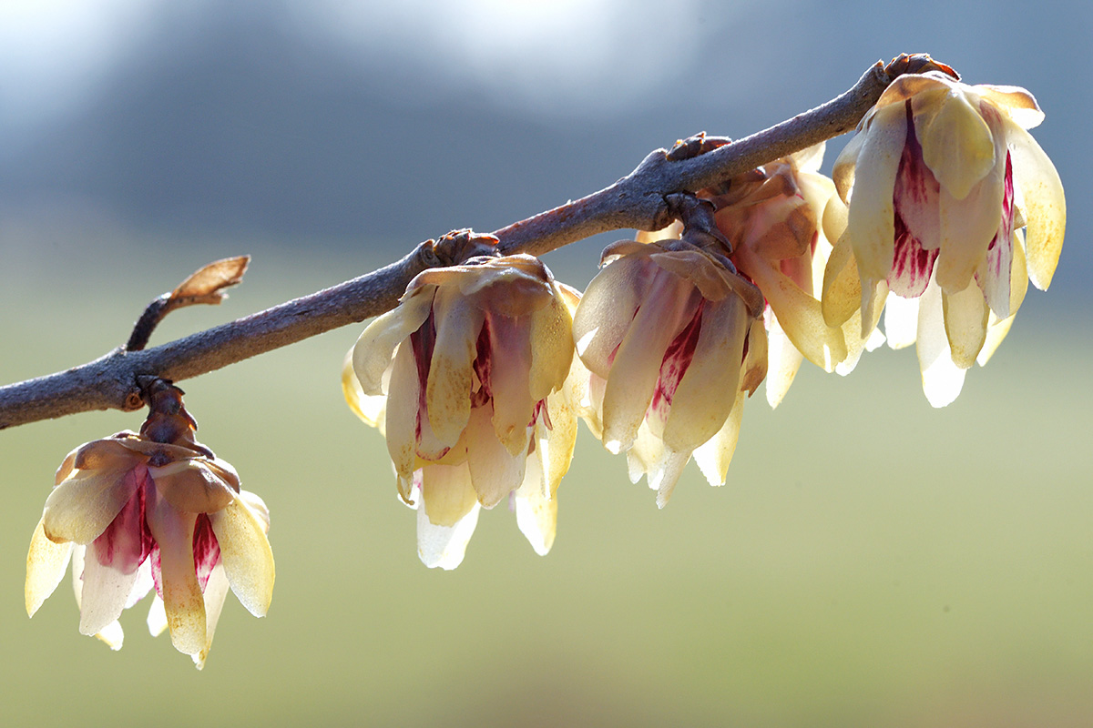 Winter Sweet (Chimonanthus praecox) (1)